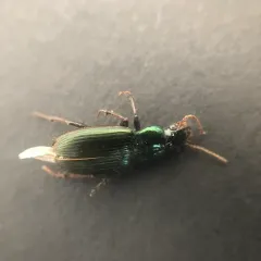 Metallic Harpalus thumbnail 1