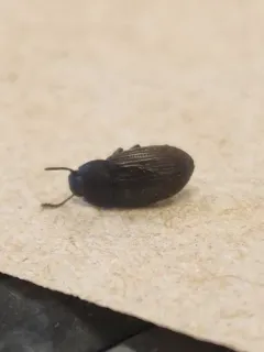 Blapstinus fortis thumbnail 1