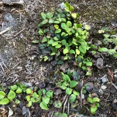 alpine wintergreen thumbnail 2