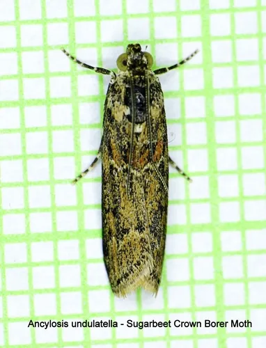 Sugarbeet Crown Borer Moth
