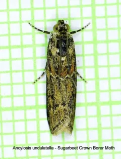 Sugarbeet Crown Borer Moth thumbnail 1