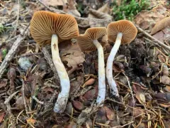Cortinarius sphagnoravus thumbnail 2