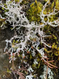 Alpine Foam Lichen thumbnail 4