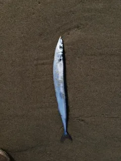 Pacific Saury thumbnail 2