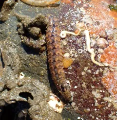 Eighteen-scaled Worm thumbnail 2