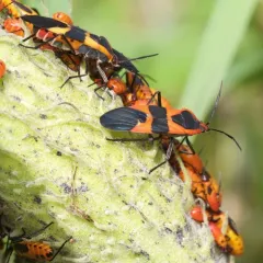 Large Milkweed Bug thumbnail 2
