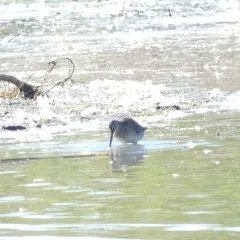 Long-billed Dowitcher thumbnail 3