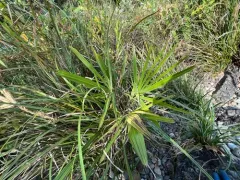 Chusan Palm thumbnail 2
