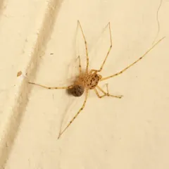 Common Spitting Spider thumbnail 4