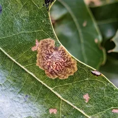 Oak Blotch Miner Moth thumbnail 4