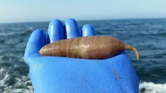 Molpadia oolitica thumbnail 2