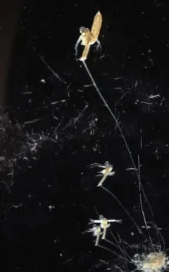 Fishhook Waterflea thumbnail 2