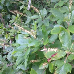 Sweet pepperbush
