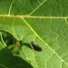 Coppery Leafhopper thumbnail 2