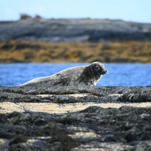 Grey Seal