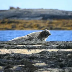 Grey Seal thumbnail 1