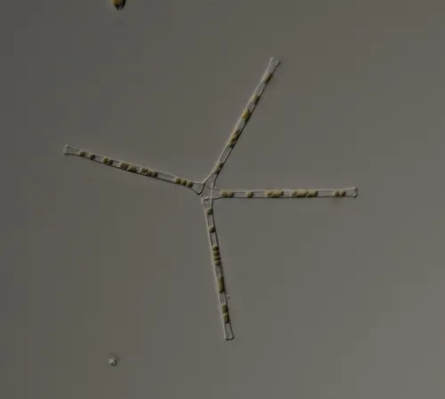 Asterionella formosa