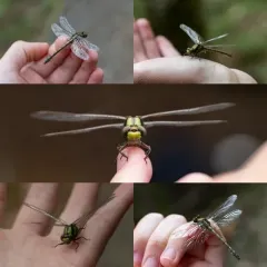 Riffle Snaketail thumbnail 3