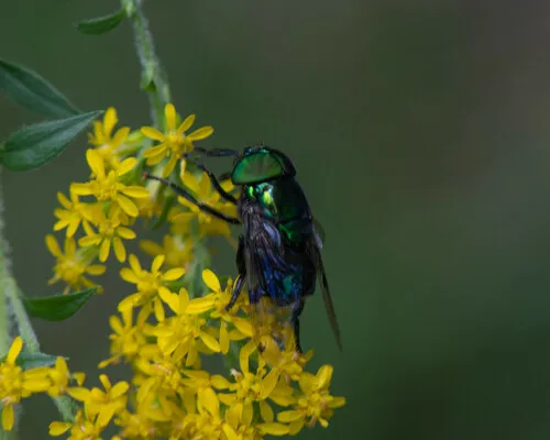 Green Jewel Fly