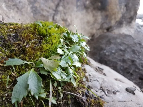 Razshivin's Saxifrage