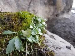 Razshivin's Saxifrage thumbnail 1
