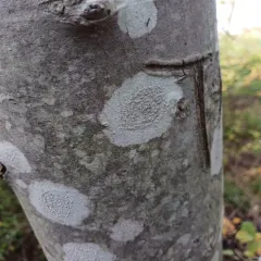 Pink-eyed White-rim thumbnail 4