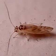 yellow barklouse thumbnail 2