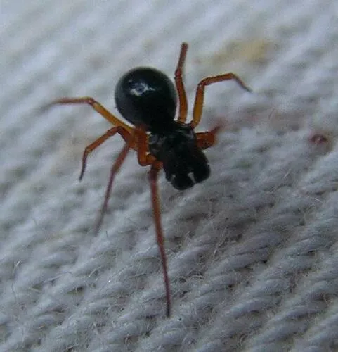 Spirembolus mundus