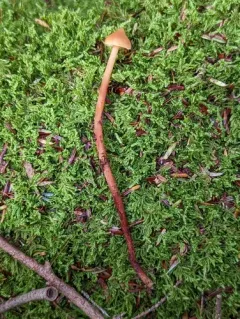 Christina's rootshank thumbnail 4