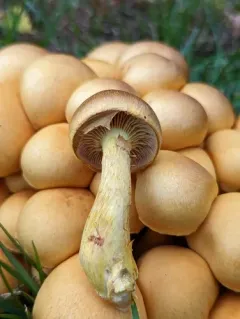 Gymnopilus subspectabilis thumbnail 2