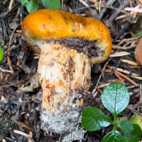 Necklace Tricholoma