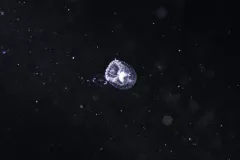 Trichydra pudica thumbnail 2