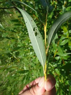 crack willow thumbnail 3