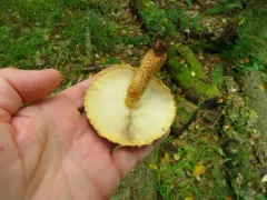 Leucopholiota lignicola thumbnail 2