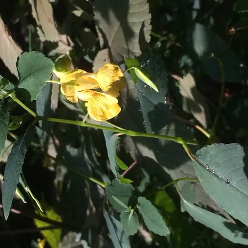 pale jewelweed