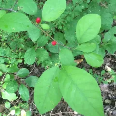 northern spicebush thumbnail 2