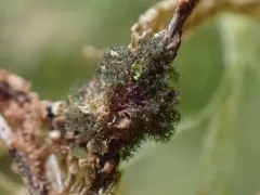 Leptogidium dendriscum thumbnail 1