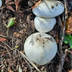 Horse Mushroom thumbnail 3