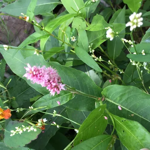water smartweed