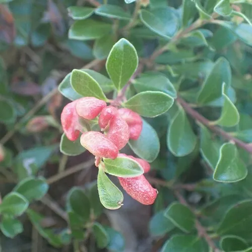 Manzanita Leafgall Aphid
