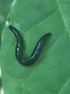 Microplana terrestris thumbnail 1