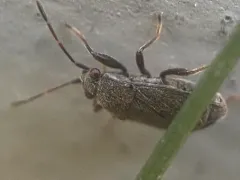 Stygnocoris rusticus thumbnail 3