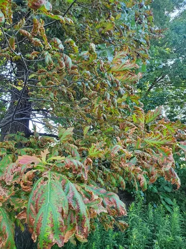 bacterial leaf scorch