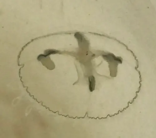 Common Freshwater Jellyfish