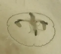 Common Freshwater Jellyfish thumbnail 1