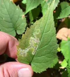 Liriomyza limopsis thumbnail 4