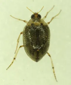 Peltodytes callosus thumbnail 4