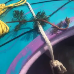 Water Marigold thumbnail 1