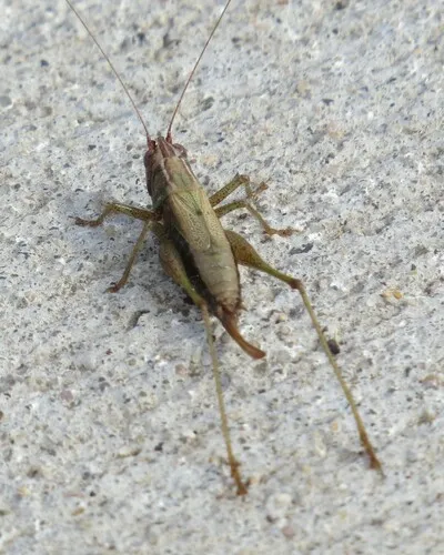 Woodland Meadow Katydid