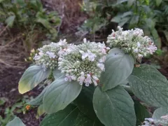 Hoary Mountainmint thumbnail 1